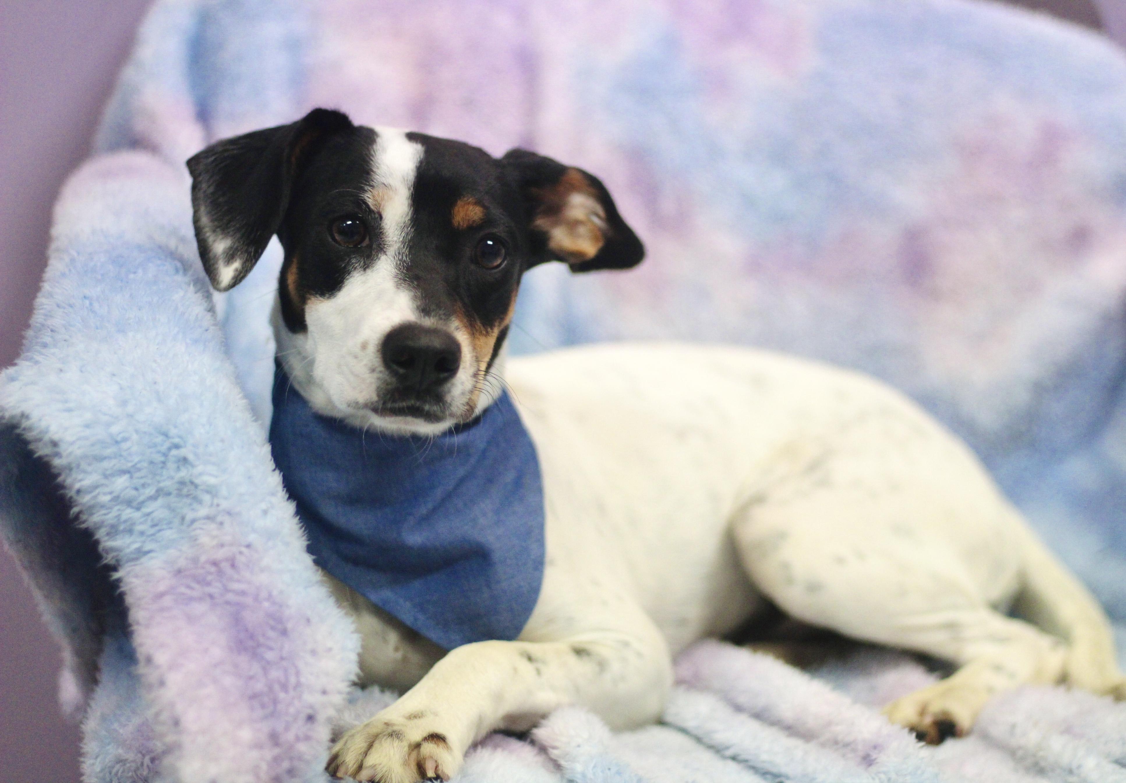 Cornbread in NH. Come Meet our Adoptable Dogs Wednesday-Saturday. More info in Bio, ADOPTABLE, Puppy Female Cattle Dog.