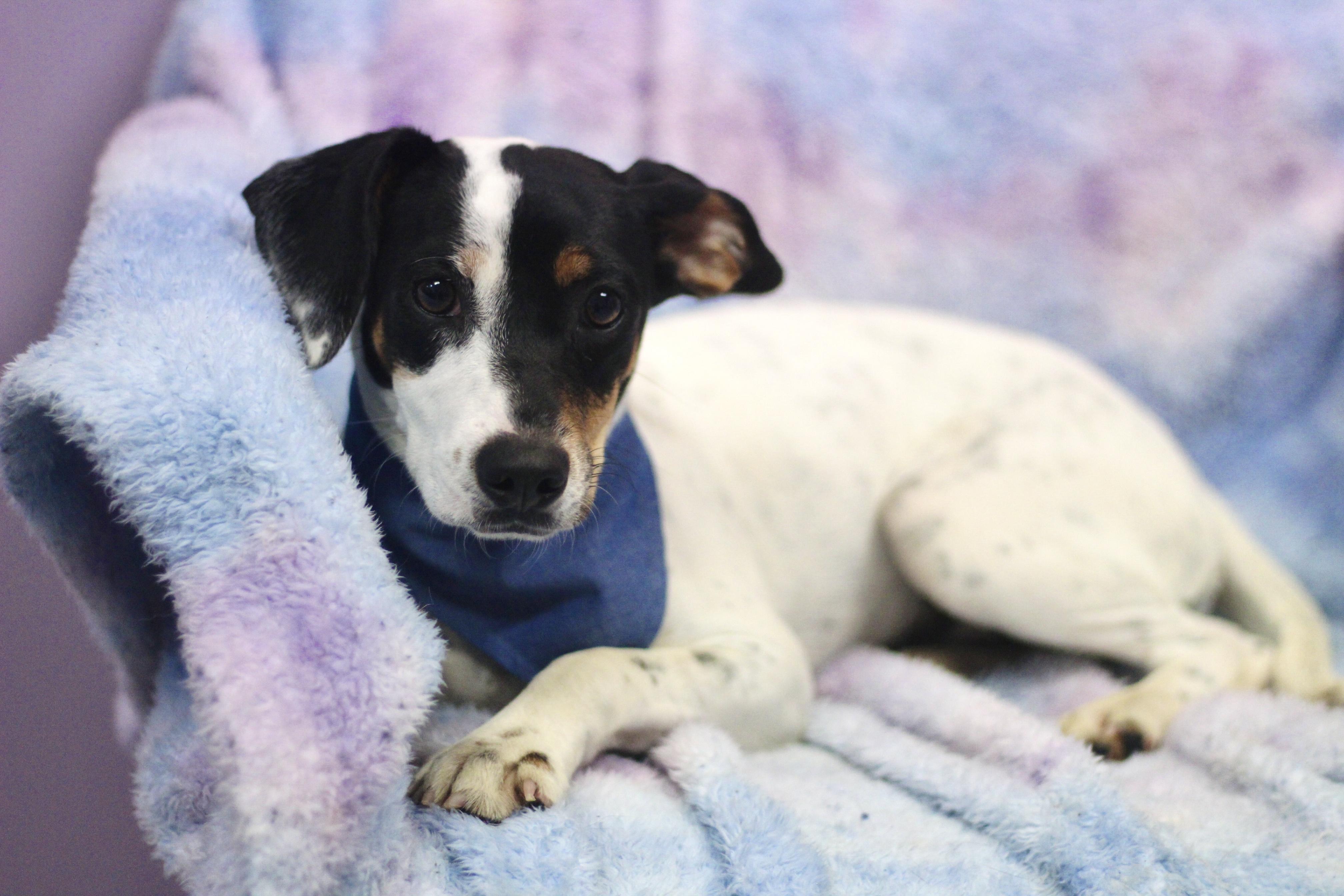 Enlarge Cornbread in NH. Come Meet our Adoptable Dogs Wednesday-Saturday. More info in Bio, a ADOPTABLE mixed breed in Manchester, NH image 2/2