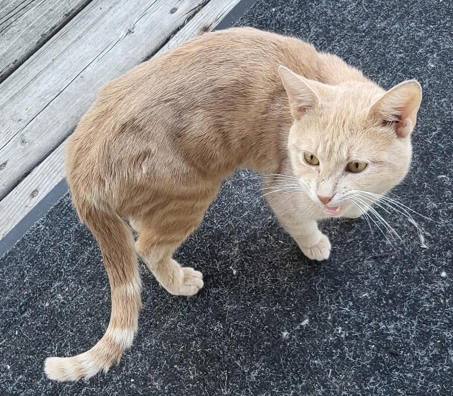 Joey, Adoptable, Young Male Domestic Medium Hair.