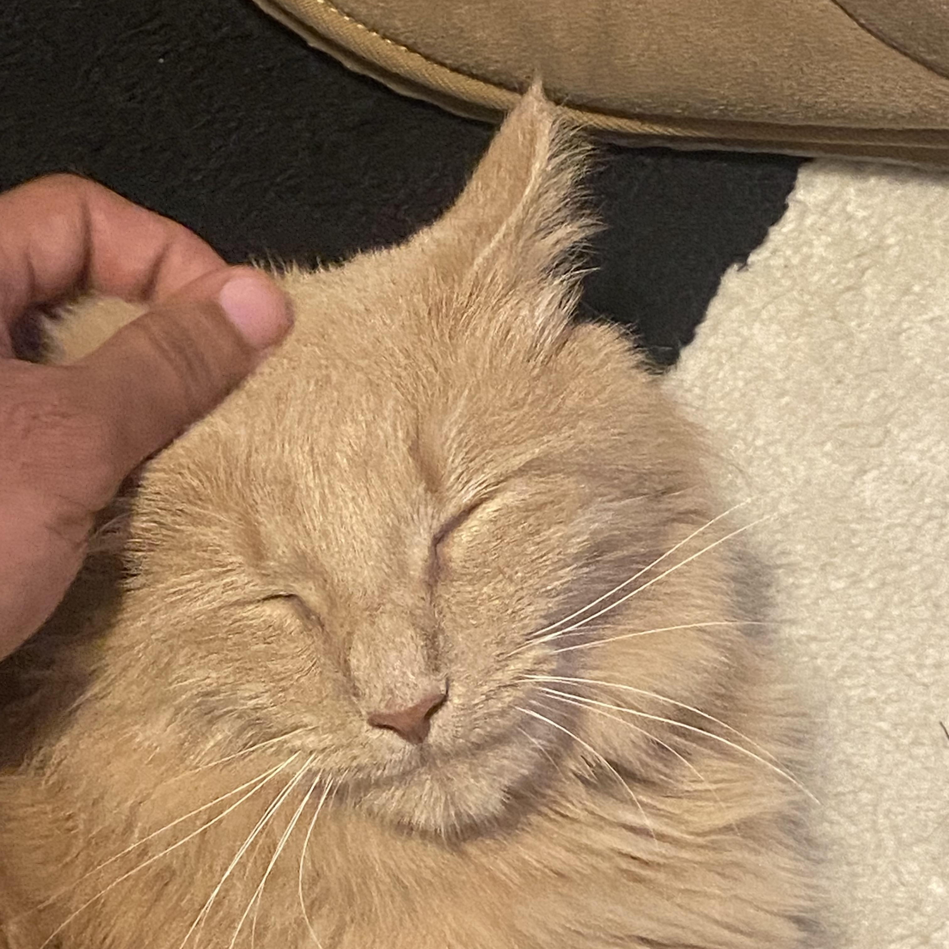 Juice Box Shakur — thumbnail 3