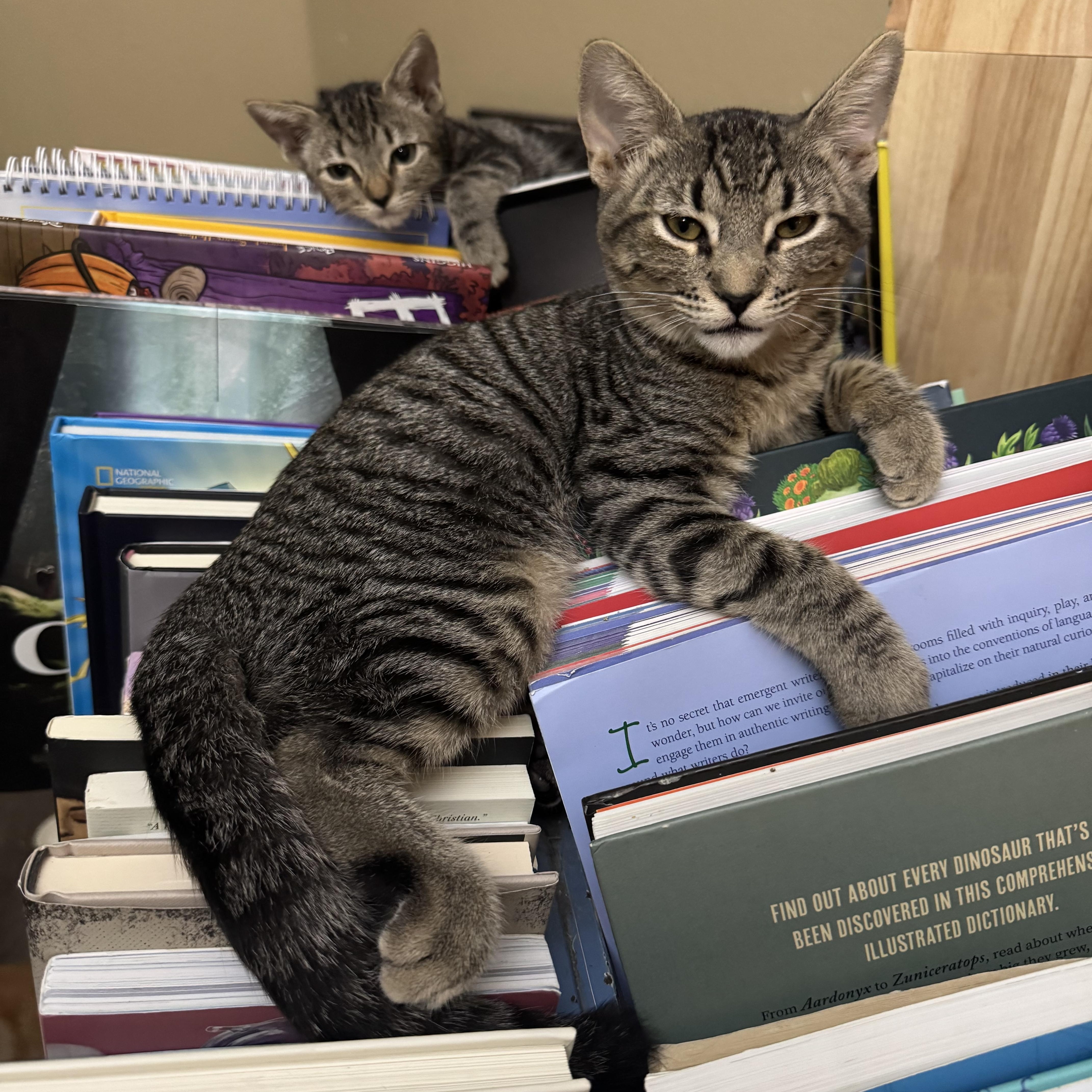 Enlarge Alexei, a Adopted Domestic Short Hair in Chandler, AZ image 1/1
