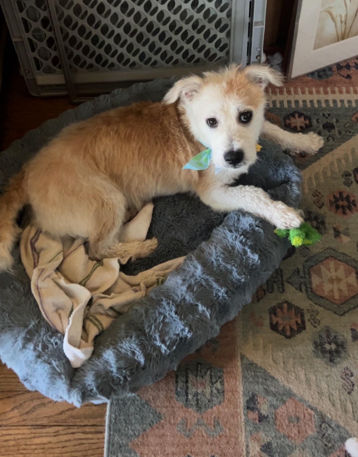 Harvey, an adopted mixed breed in Rensselaer, NY image 3/4