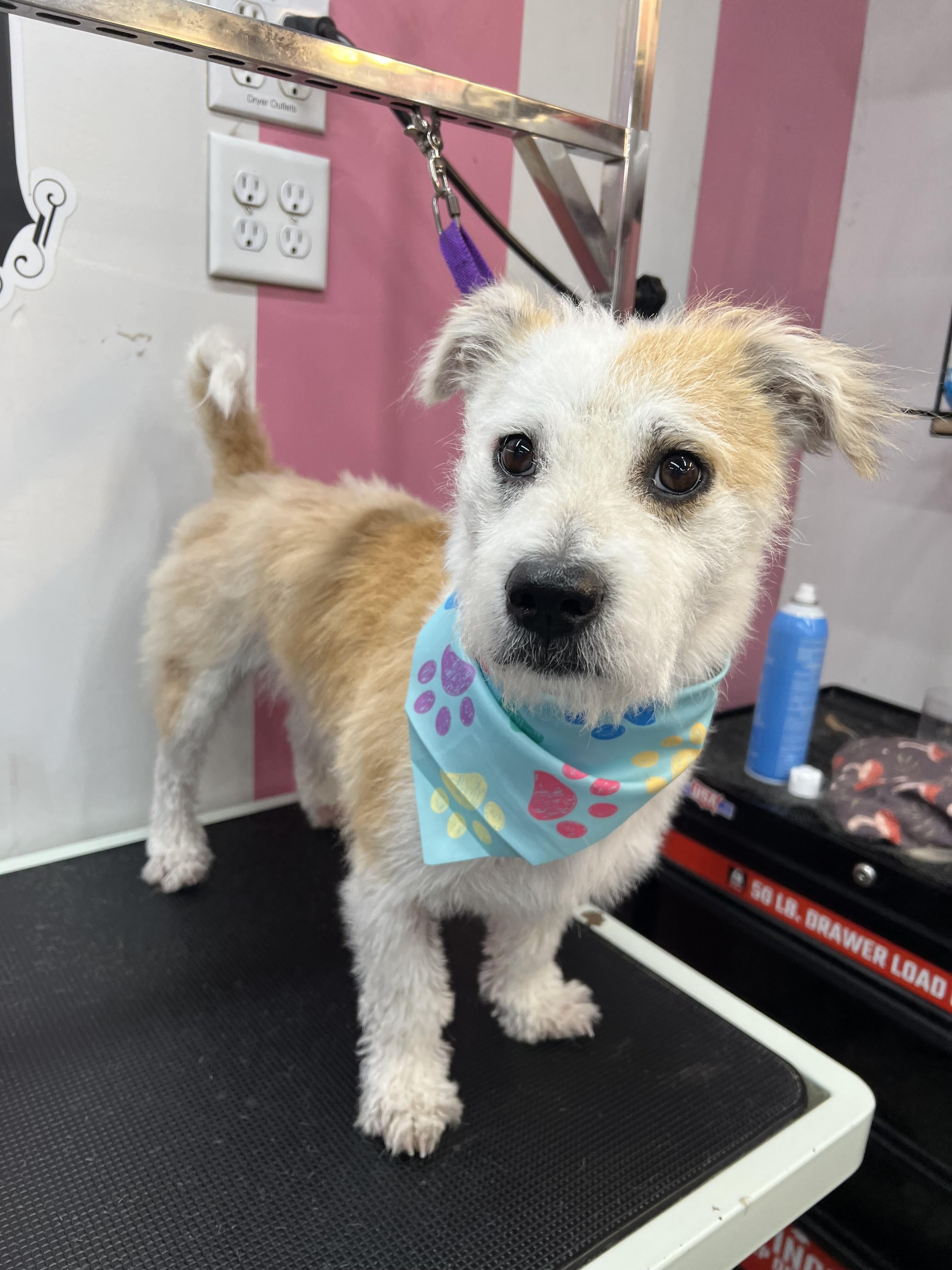 Harvey, adopted, Adult Male Terrier.