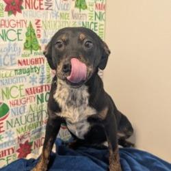 Joy, Adoptable, Adult Female Beagle.