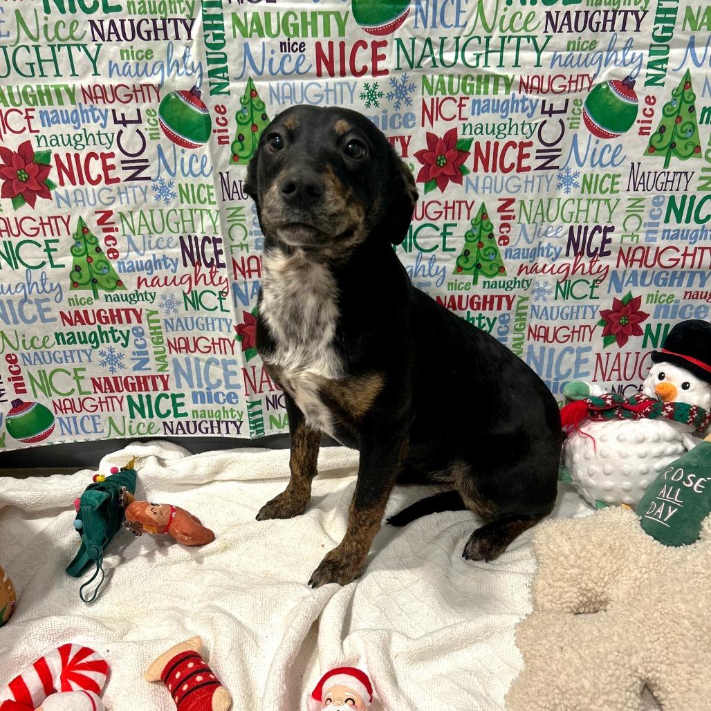 Enlarge Joy, a Adoptable mixed breed in West Point, MS image 2/3