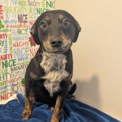 Enlarge Joy, a Adoptable mixed breed in West Point, MS image 3/3