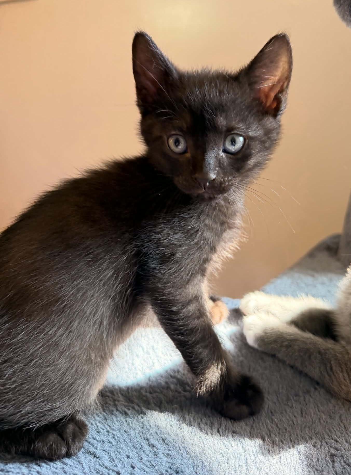 Enlarge Noah, an adopted Domestic Short Hair in Breinigsville, PA image 2/3