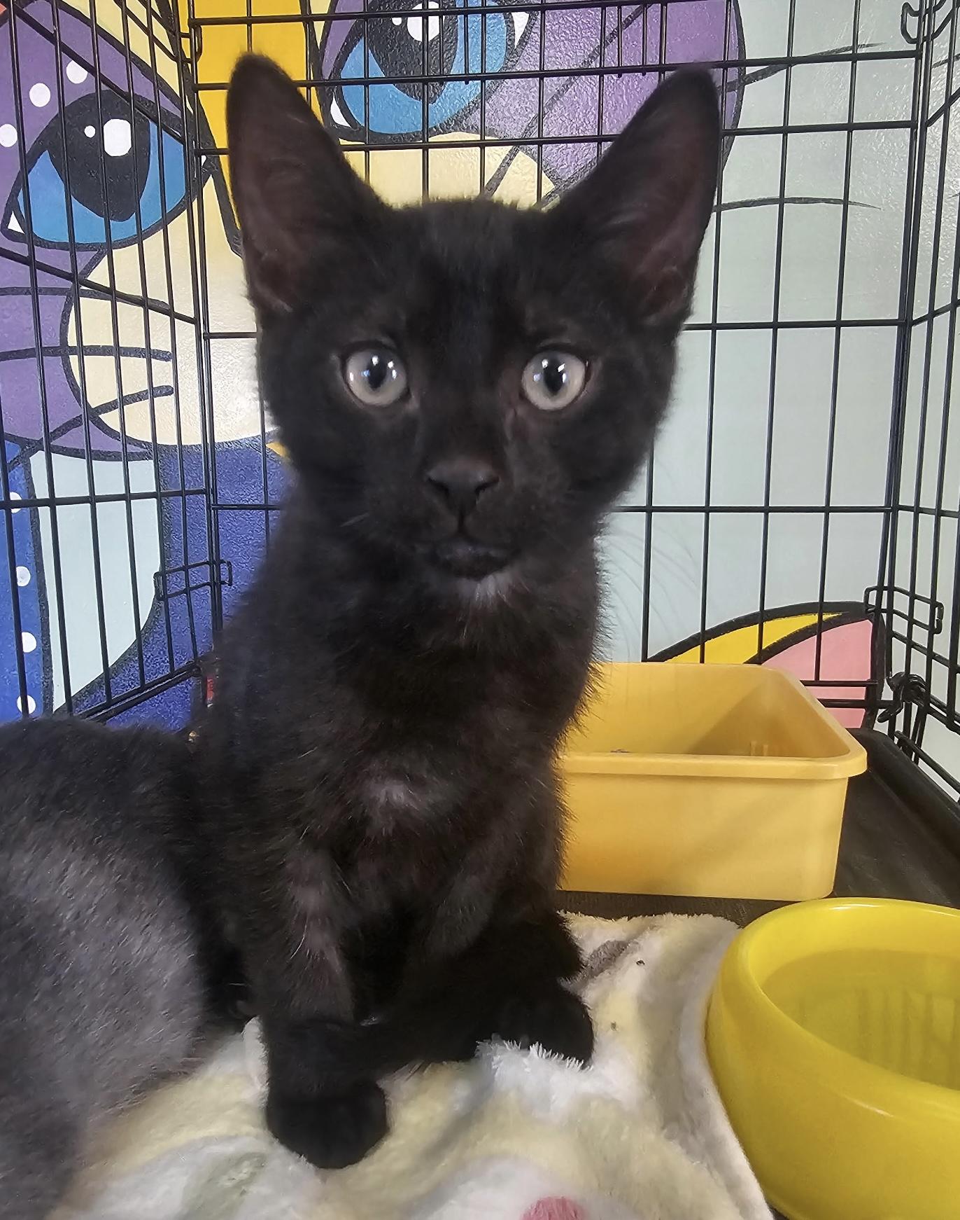 Enlarge Noah, an adopted Domestic Short Hair in Breinigsville, PA image 1/3