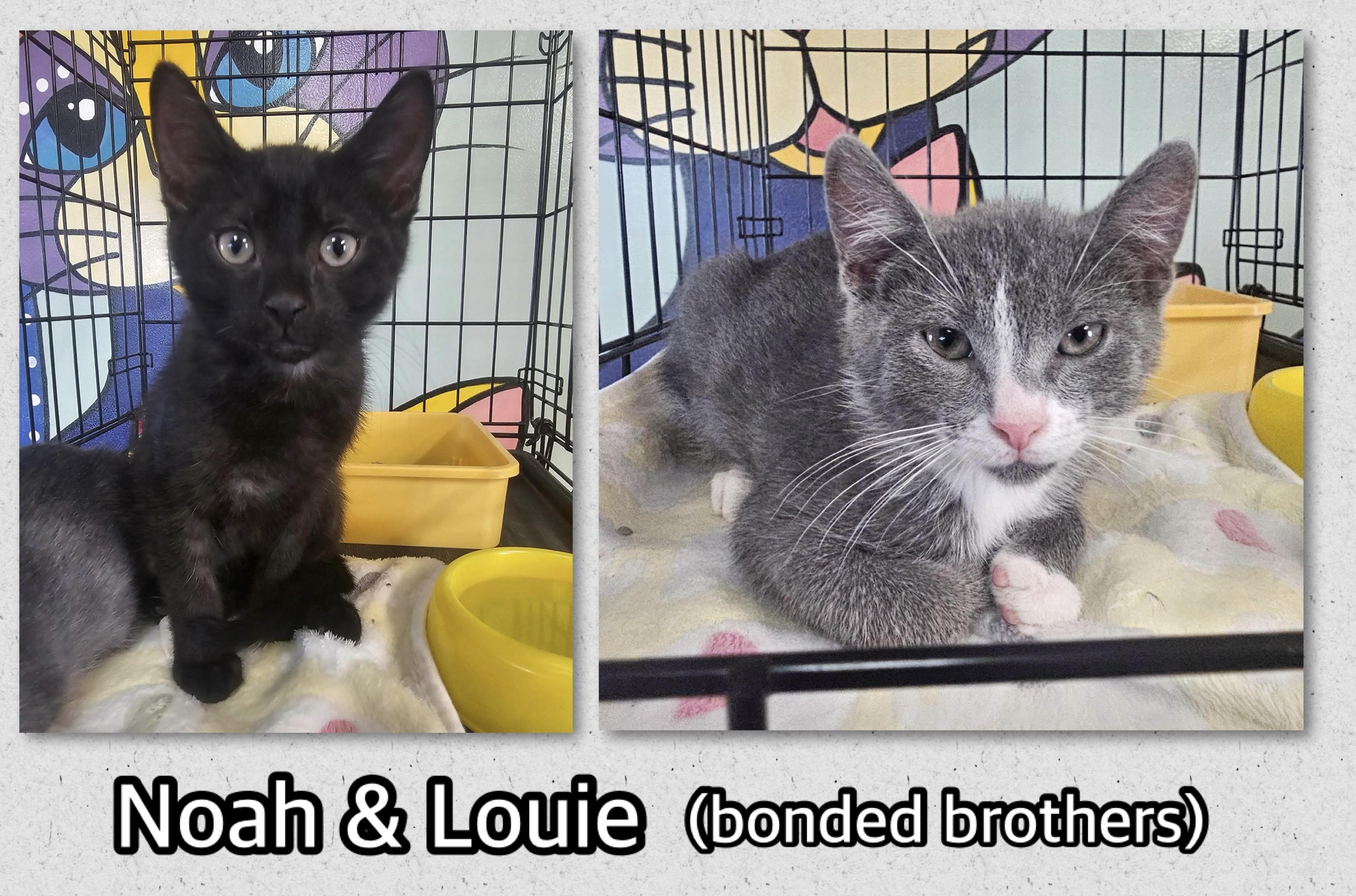 Enlarge Noah, an adopted Domestic Short Hair in Breinigsville, PA image 3/3