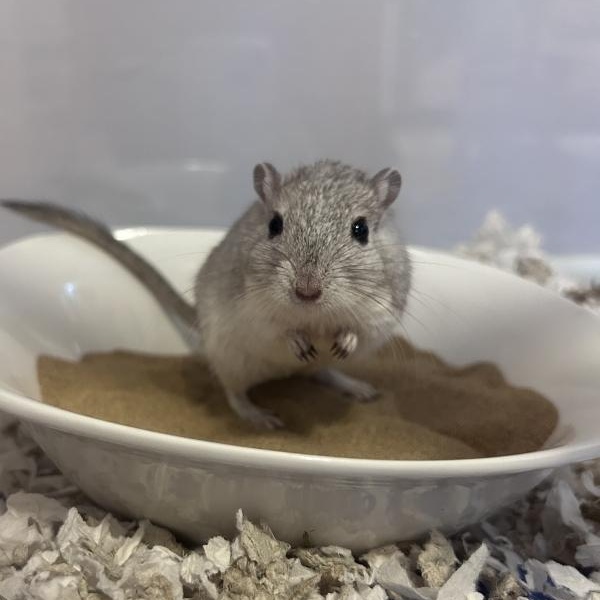 Super Grover, ADOPTABLE, Adult Male Gerbil.