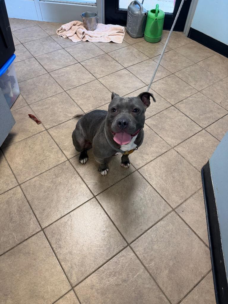 Raquel, Adoptable, Young Female Pit Bull Terrier.