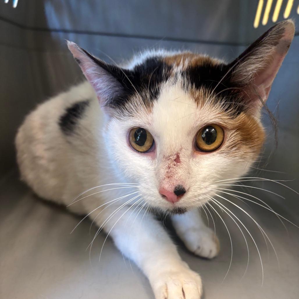 Spider Mama, adopted, Young Female Domestic Short Hair.