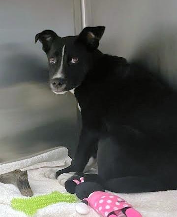 Enlarge Sloan, a Adoptable mixed breed in Washington, DC image 1/1