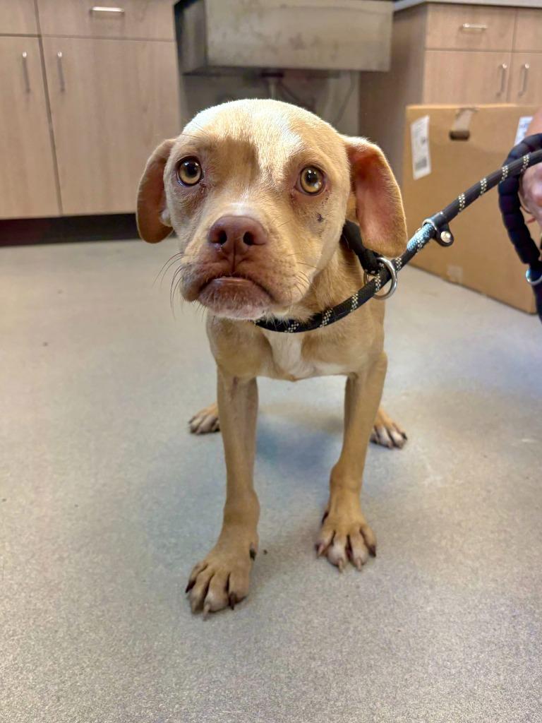 Renn, Adoptable, Puppy Male Pit Bull Terrier & Mixed Breed.