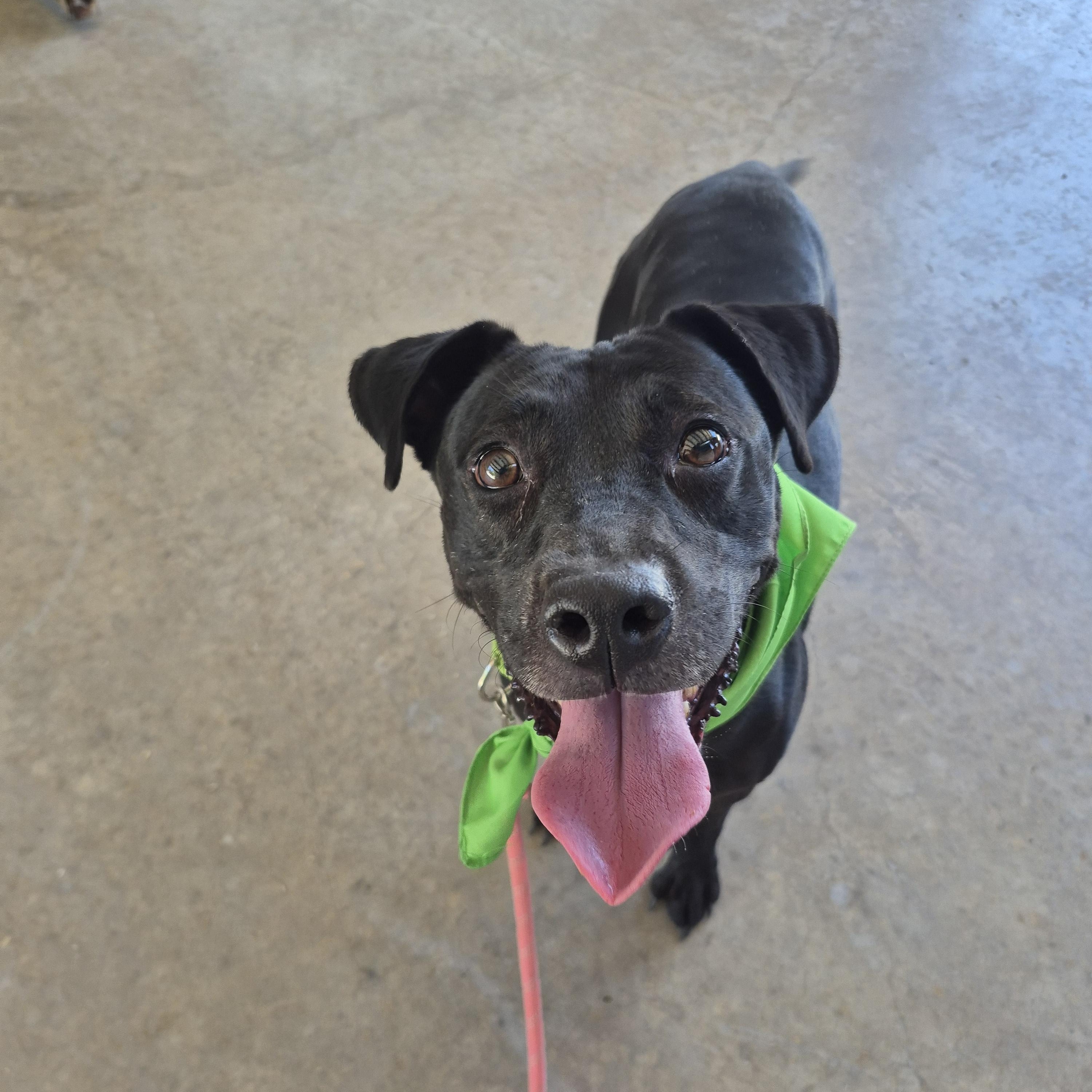 Enlarge Annie, a ADOPTABLE mixed breed in Cibolo, TX image 4/6