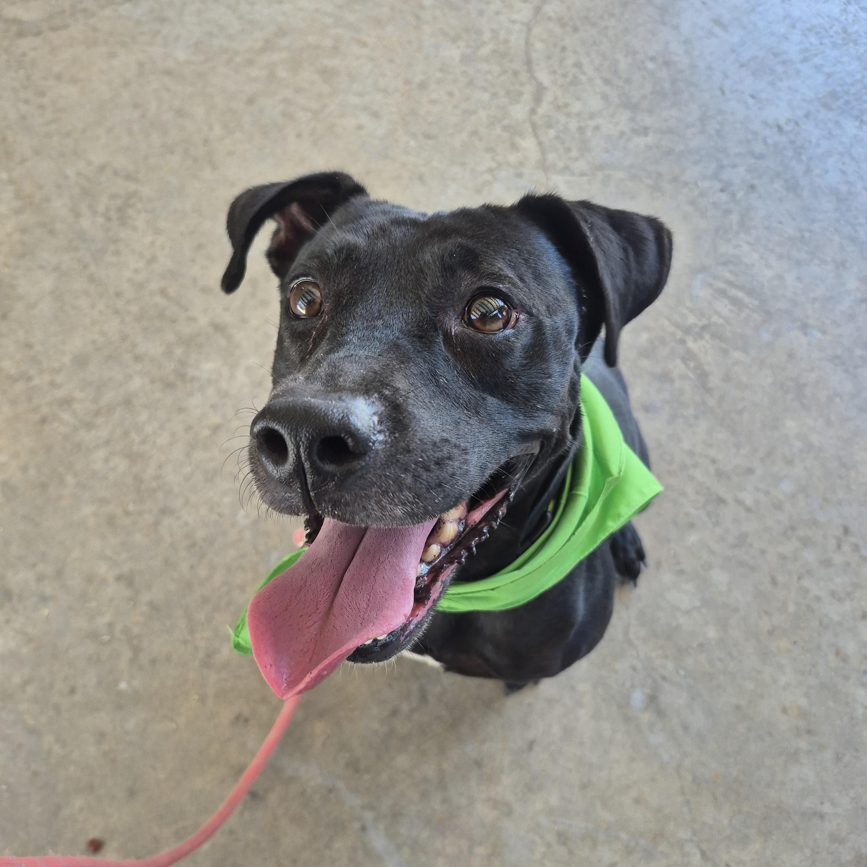 Enlarge Annie, a ADOPTABLE mixed breed in Cibolo, TX image 3/6