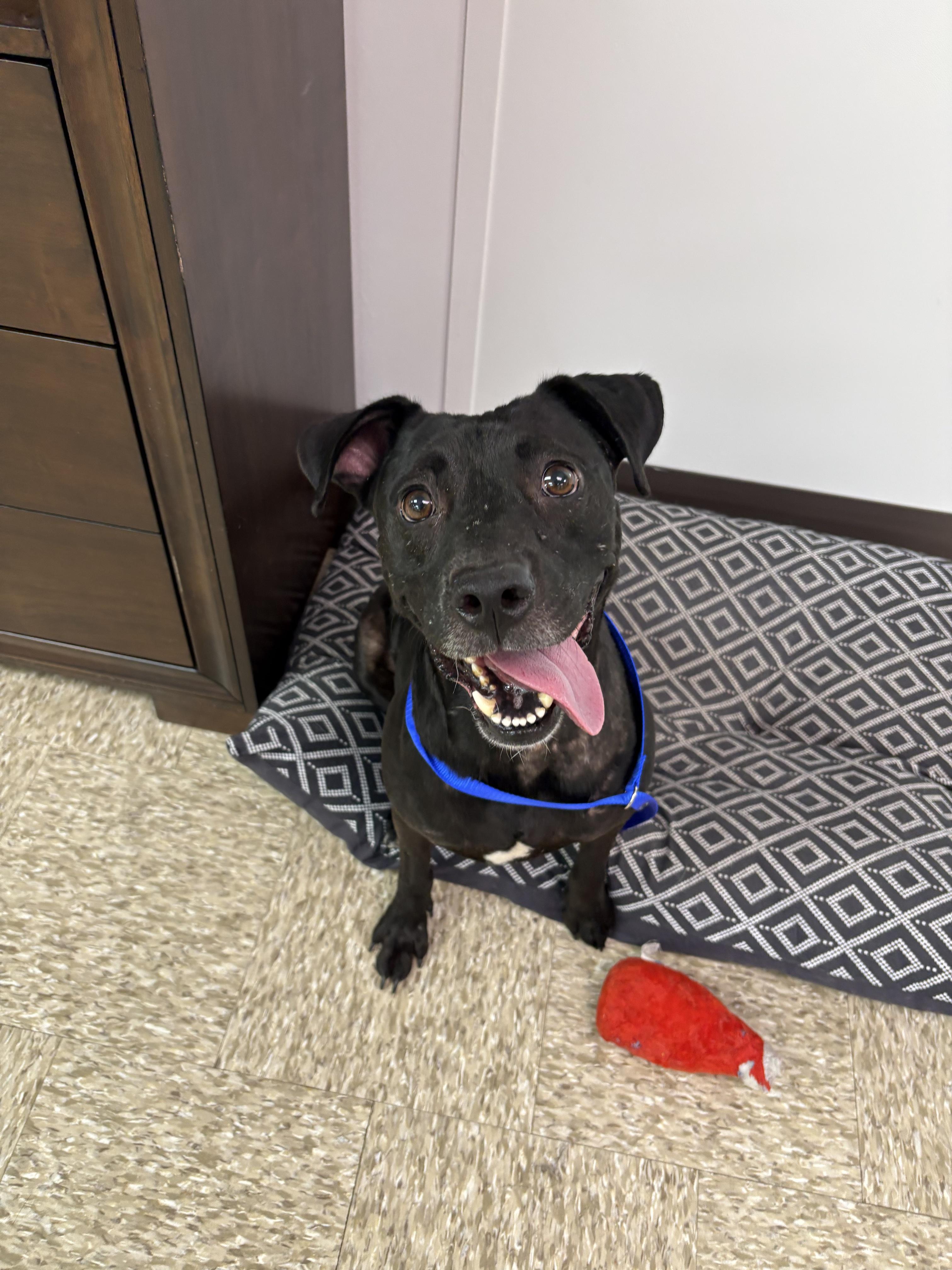 Enlarge Annie, a Adoptable mixed breed in Cibolo, TX image 3/6