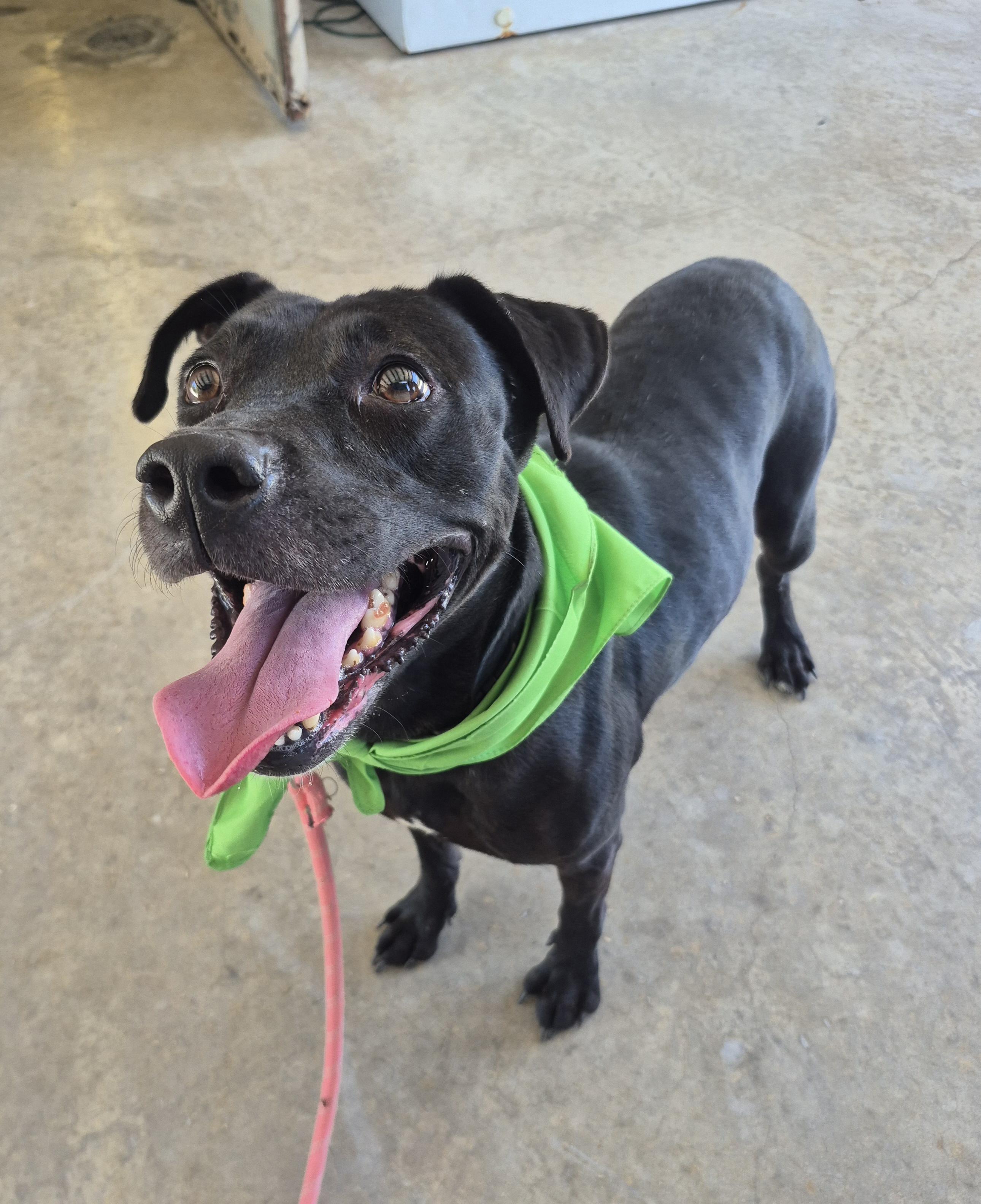Enlarge Annie, a ADOPTABLE mixed breed in Cibolo, TX image 1/6