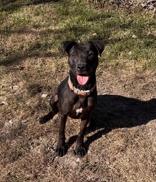 Annie, ADOPTABLE, Young Female Black Labrador Retriever & American Staffordshire Terrier.