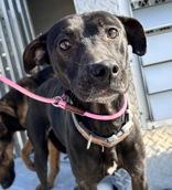 Enlarge Annie, a ADOPTABLE mixed breed in Cibolo, TX image 2/2
