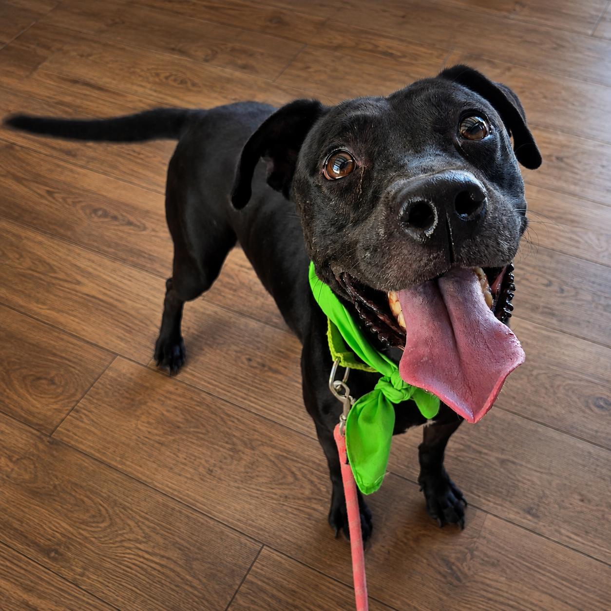 Enlarge Annie, a ADOPTABLE mixed breed in Cibolo, TX image 2/6