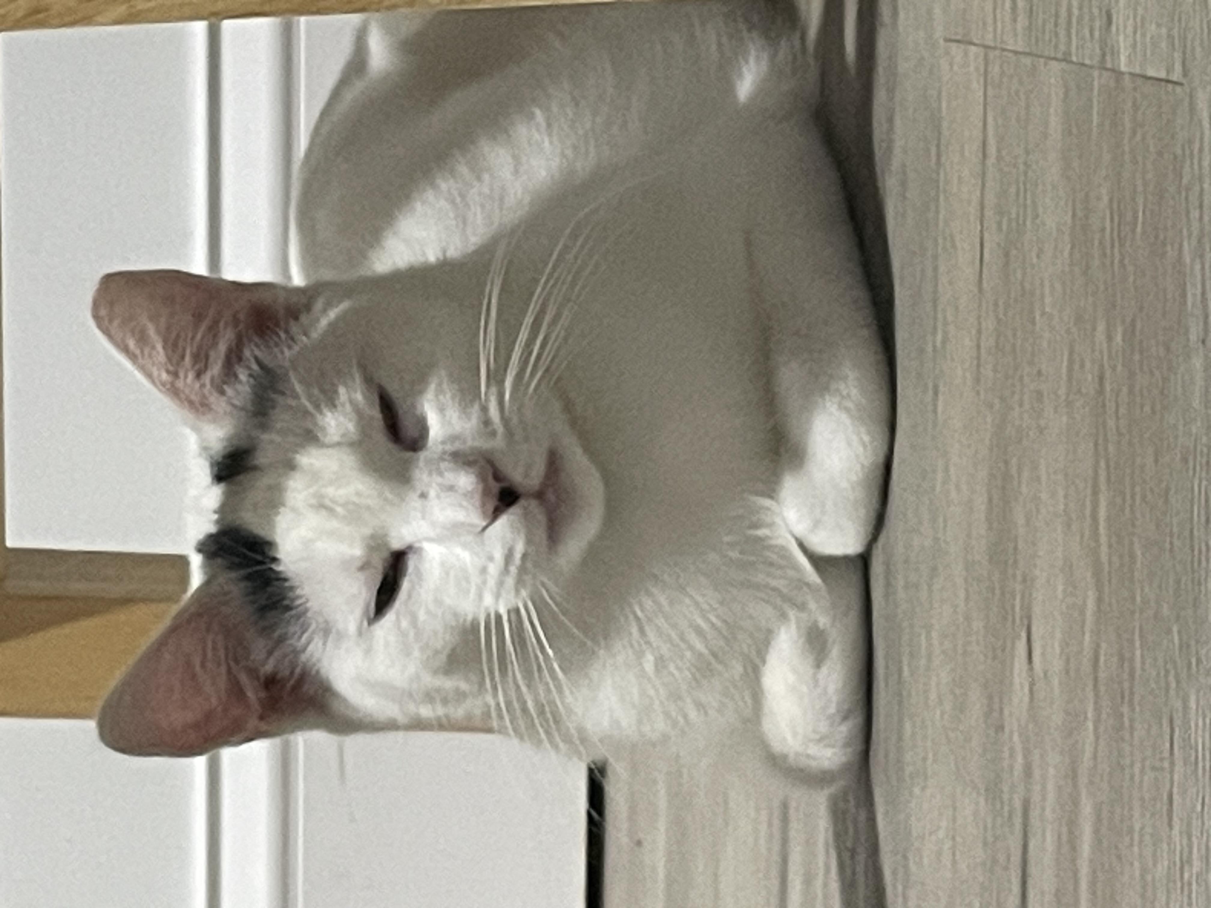 Enlarge Pearl, a Adoptable American Shorthair in Philadelphia , PA image 2/6