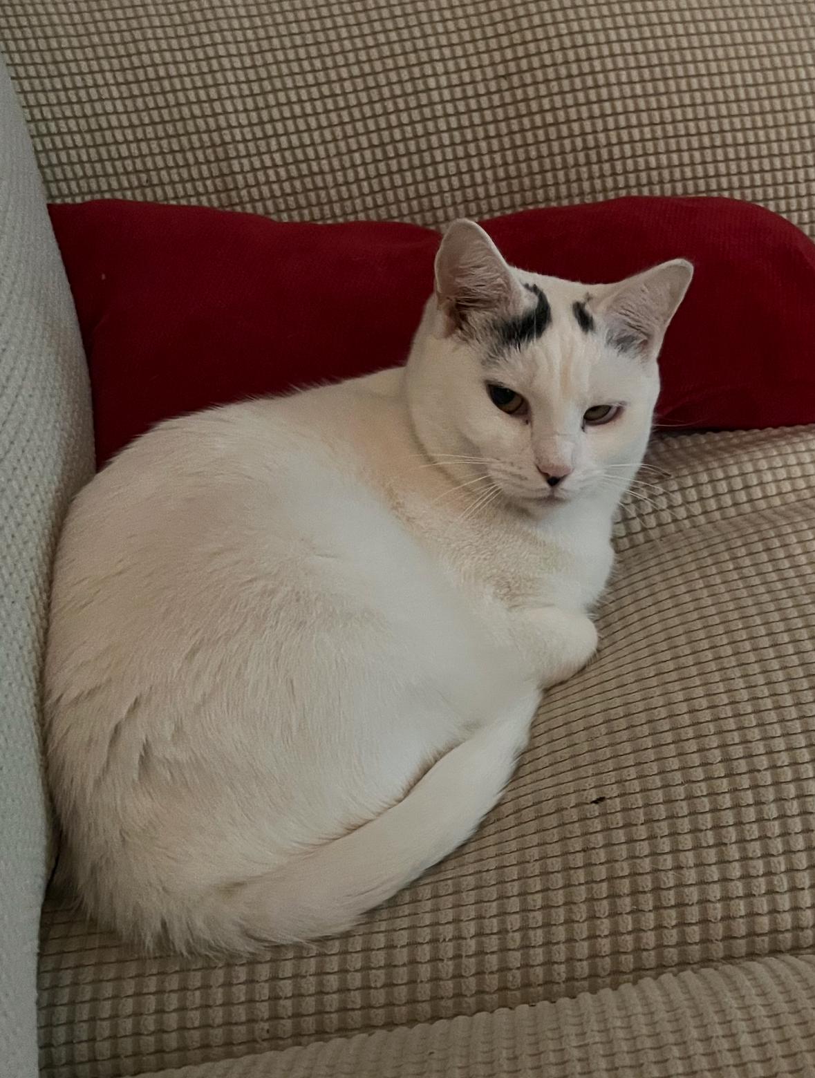 Pearl, Adoptable, Adult Female American Shorthair.