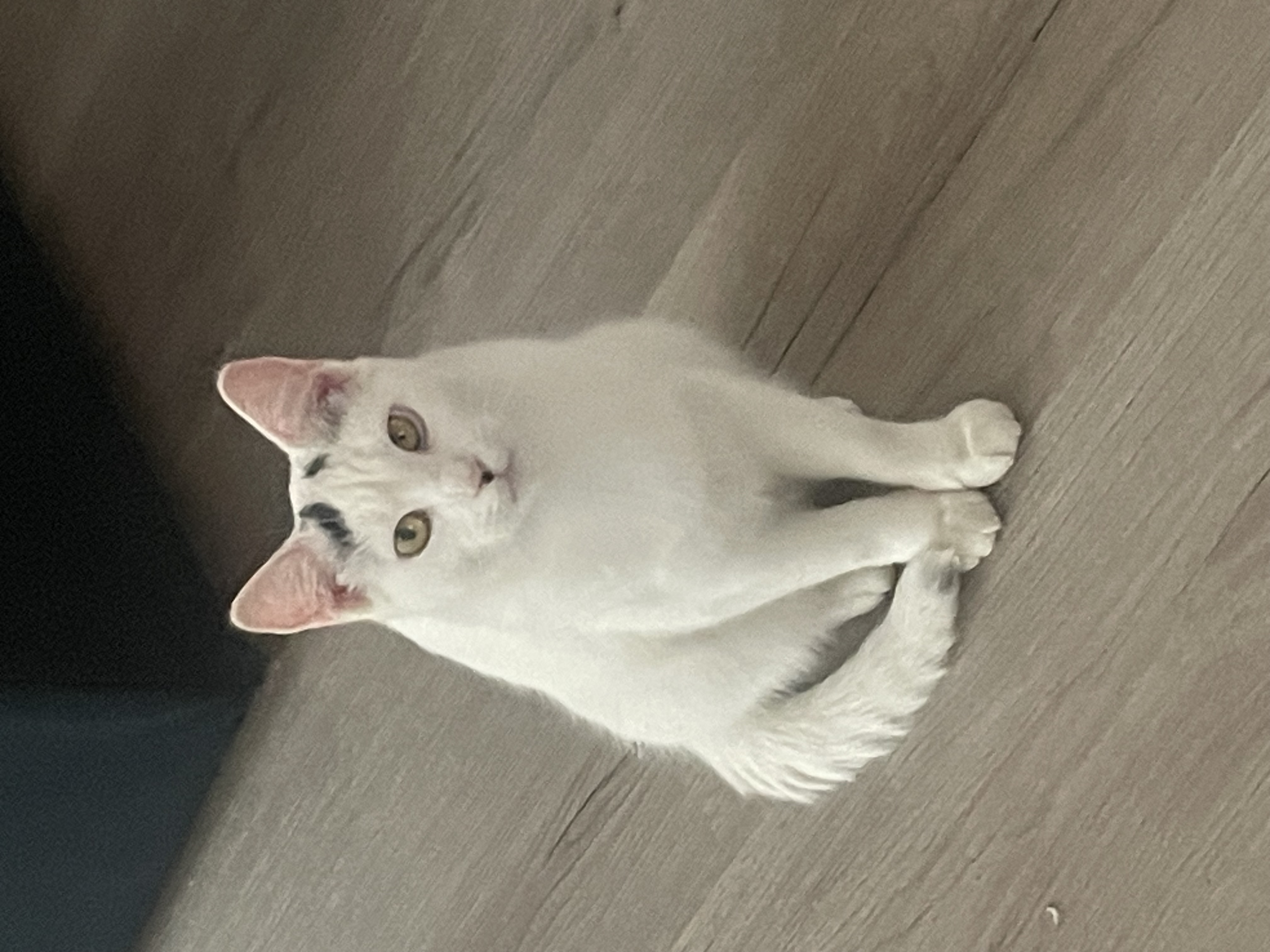 Enlarge Pearl, a Adoptable American Shorthair in Philadelphia , PA image 3/6