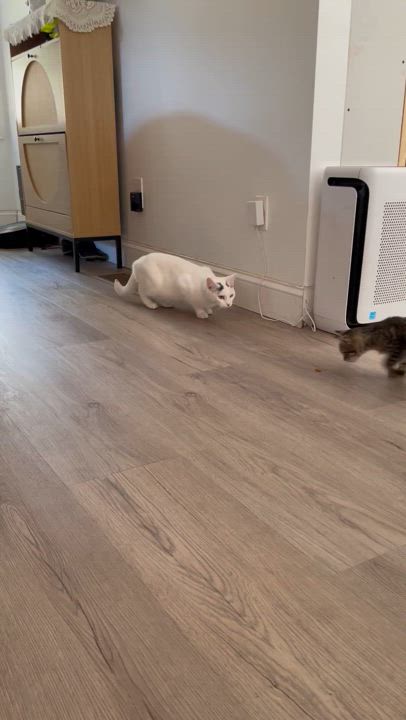 Enlarge Pearl, a Adoptable American Shorthair in Philadelphia , PA video 4/6