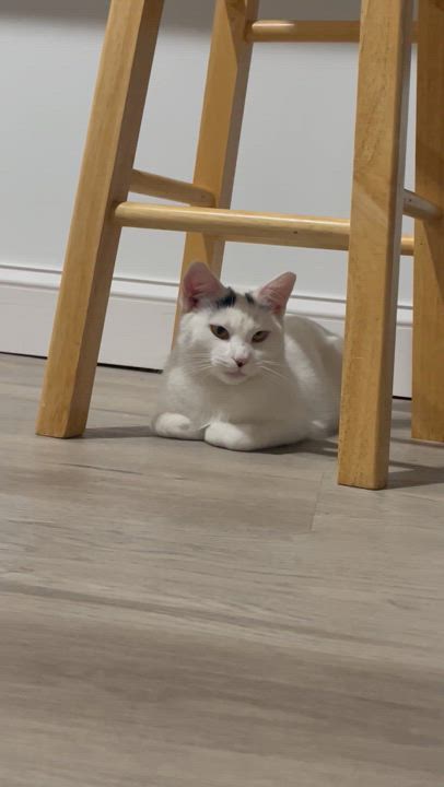 Enlarge Pearl, a Adoptable American Shorthair in Philadelphia , PA video 5/6