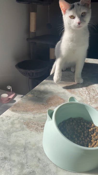 Enlarge Pearl, a Adoptable American Shorthair in Philadelphia , PA video 6/6