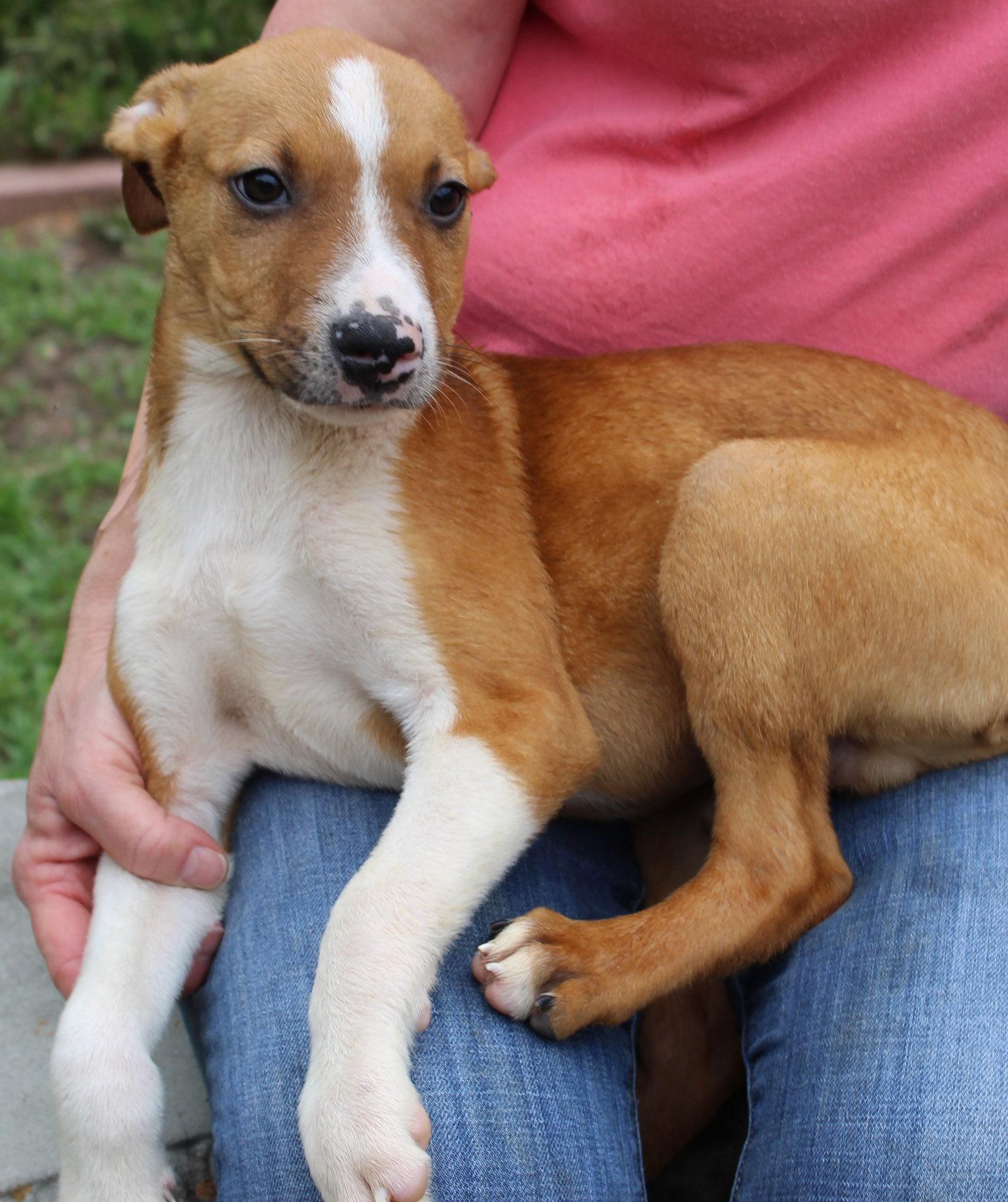 Flounder 43599, Adoptable, Puppy Male Labrador Retriever.