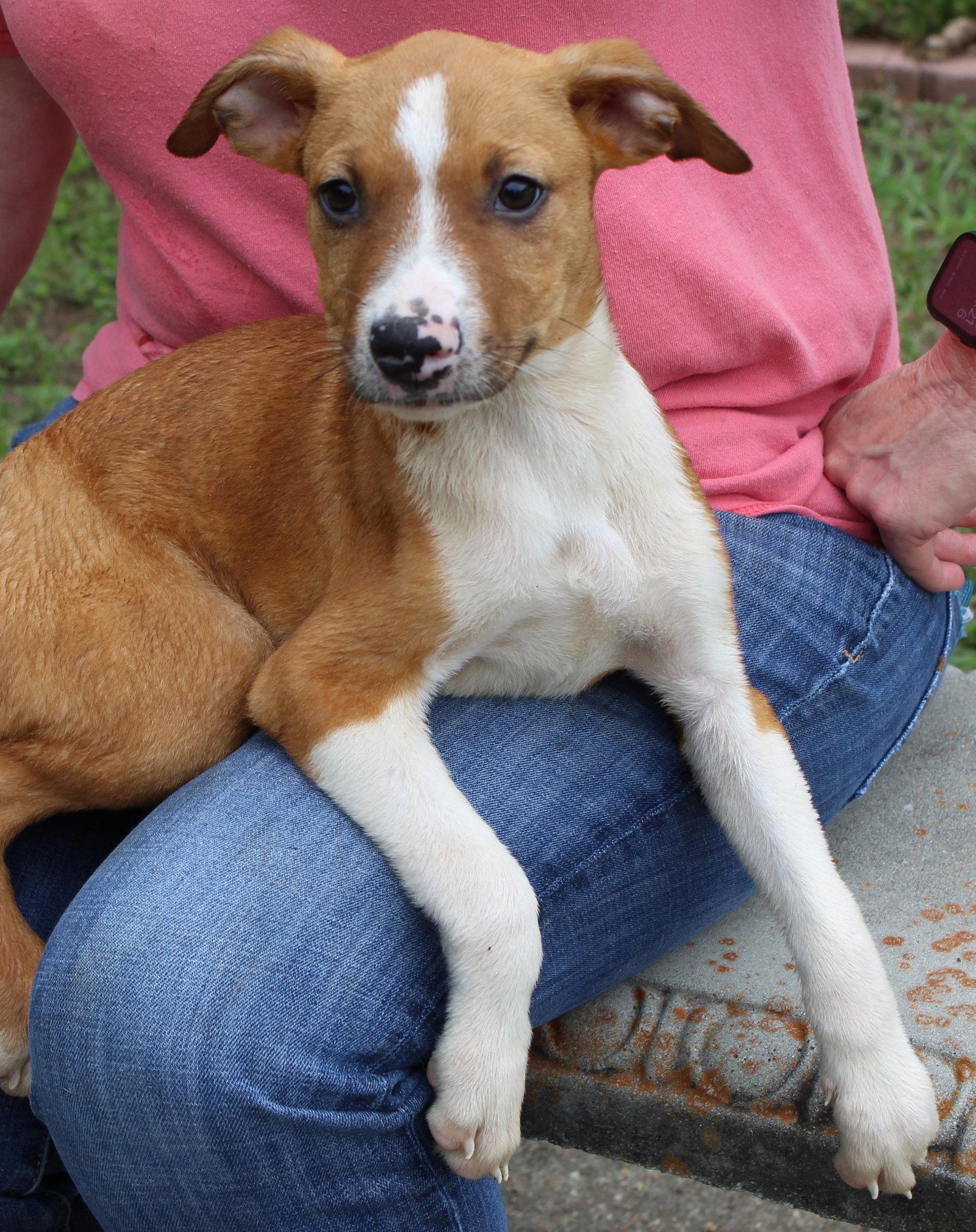 Enlarge Flounder 43599, a Adoptable Labrador Retriever in Prattville, AL image 3/3