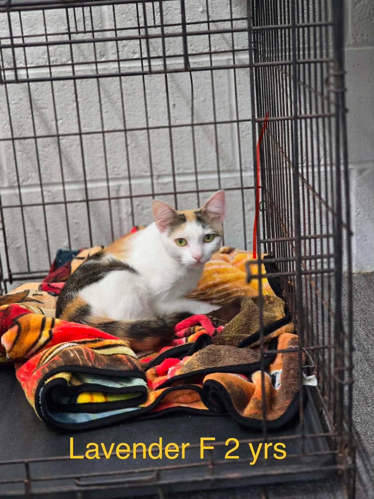 Lavender, ADOPTABLE, Adult Female Domestic Short Hair.