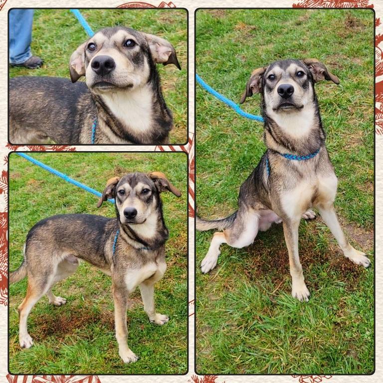 Enlarge JENSEN, a ADOPTABLE Mixed Breed in Buckhannon, WV image 1/1