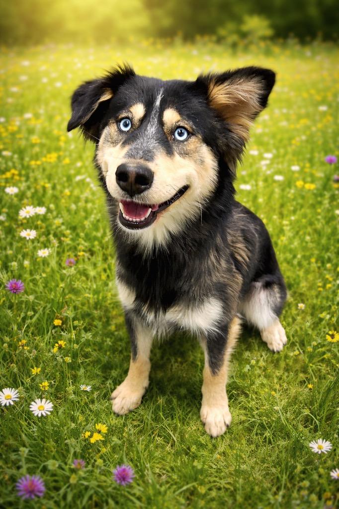 Dahlia, Adoptable, Young Female Australian Shepherd & Anatolian Shepherd.