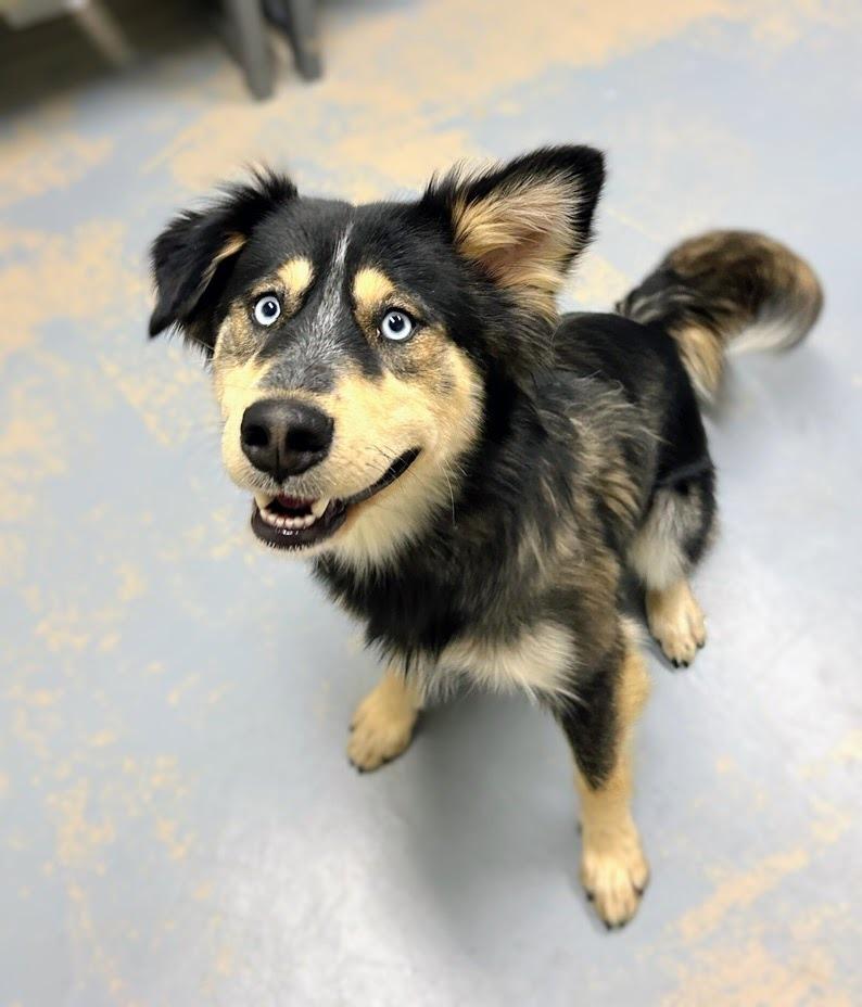 Enlarge Dahlia, a Adoptable mixed breed in Bryant, AR image 2/6