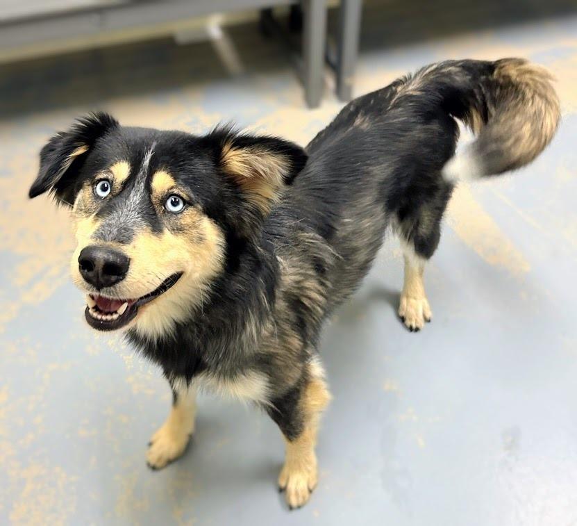 Enlarge Dahlia, a Adoptable mixed breed in Bryant, AR image 3/6