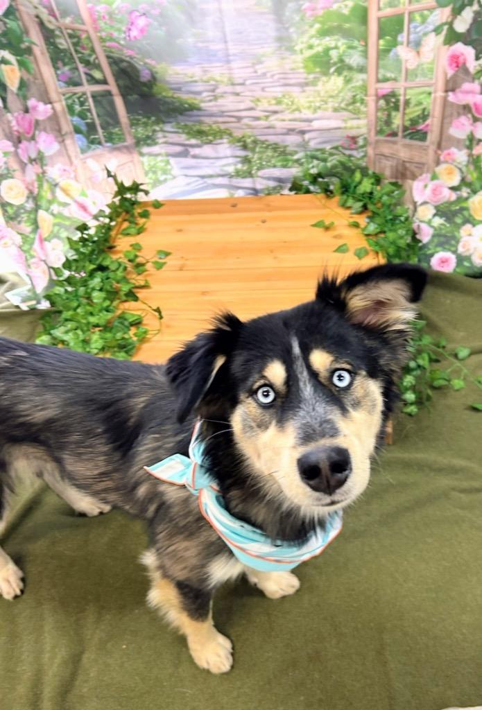 Enlarge Dahlia, a Adoptable mixed breed in Bryant, AR image 4/6