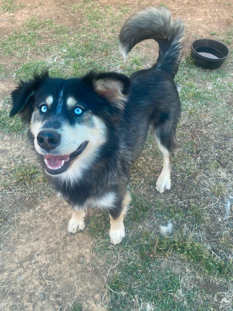 Enlarge Dahlia, a Adoptable mixed breed in Bryant, AR image 5/6