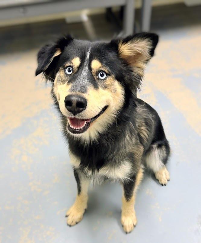 Enlarge Dahlia, a Adoptable mixed breed in Bryant, AR image 6/6