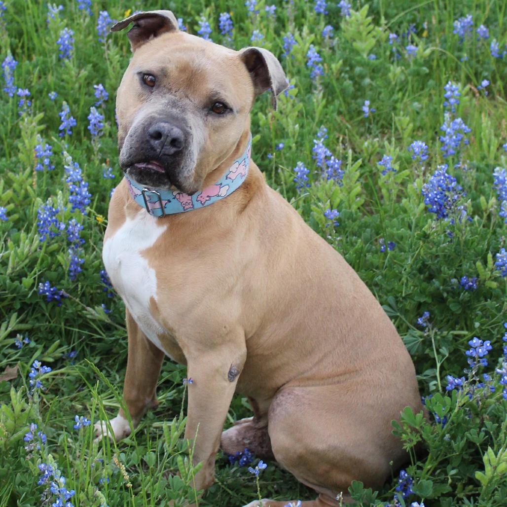 Enlarge Mateo, a Adoptable Pit Bull Terrier in Ogden, UT image 2/5
