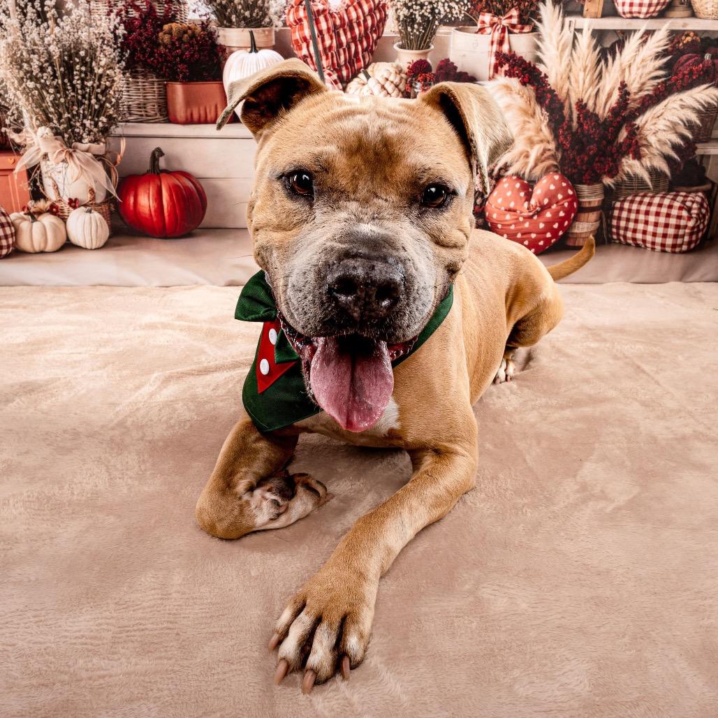 Enlarge Mateo, a Adoptable Pit Bull Terrier in Ogden, UT image 5/5