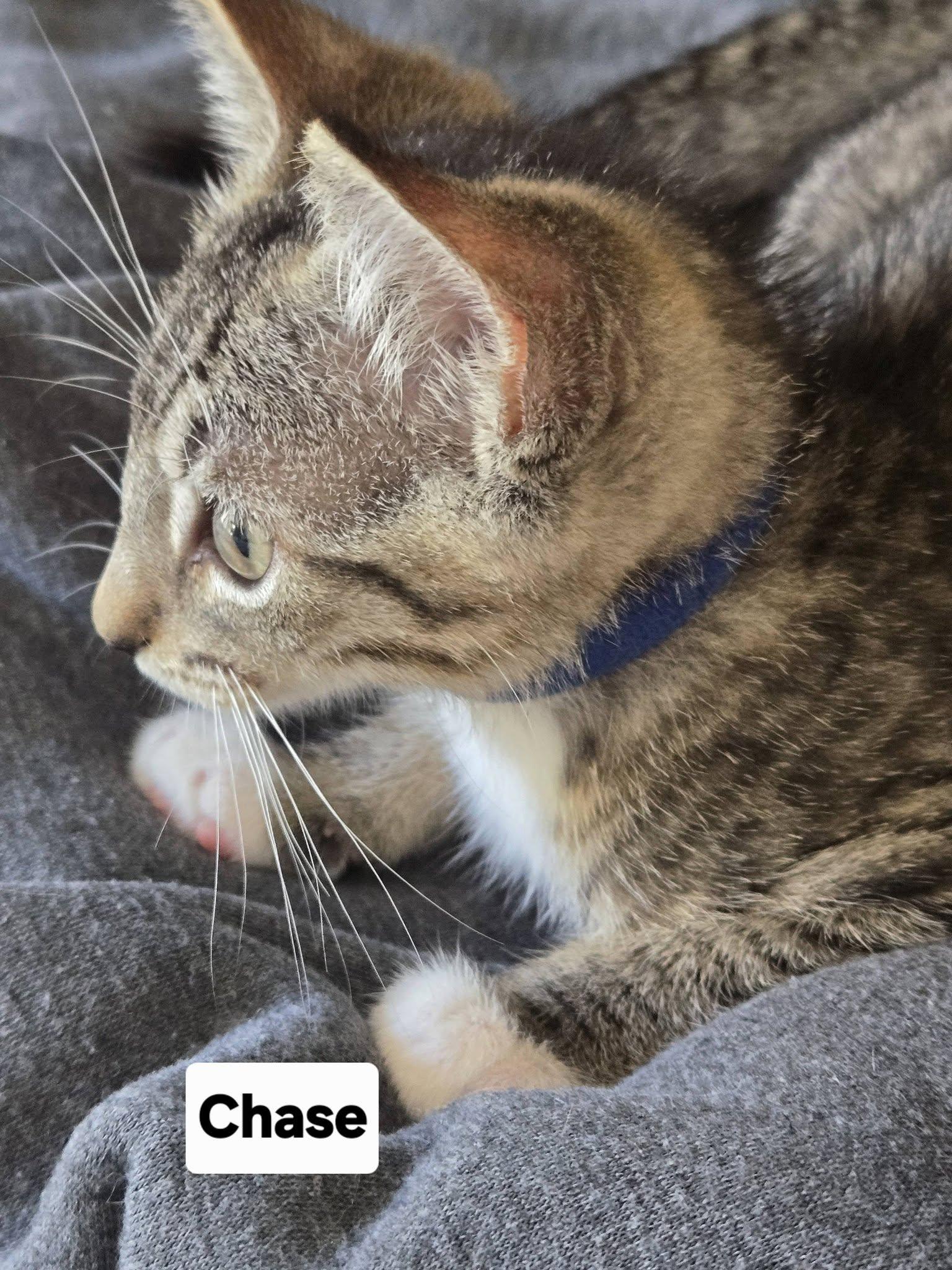 Chase, ADOPTABLE, Kitten Male Domestic Short Hair.