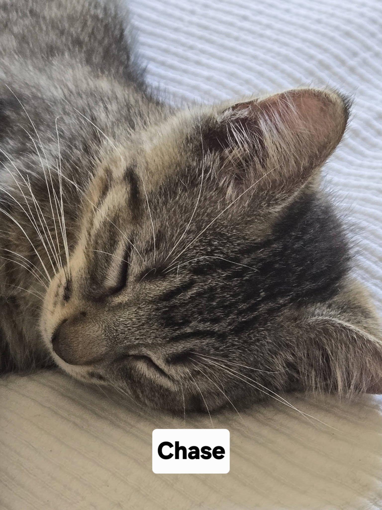Chase, a ADOPTABLE Domestic Short Hair in Honolulu, HI image 2/2