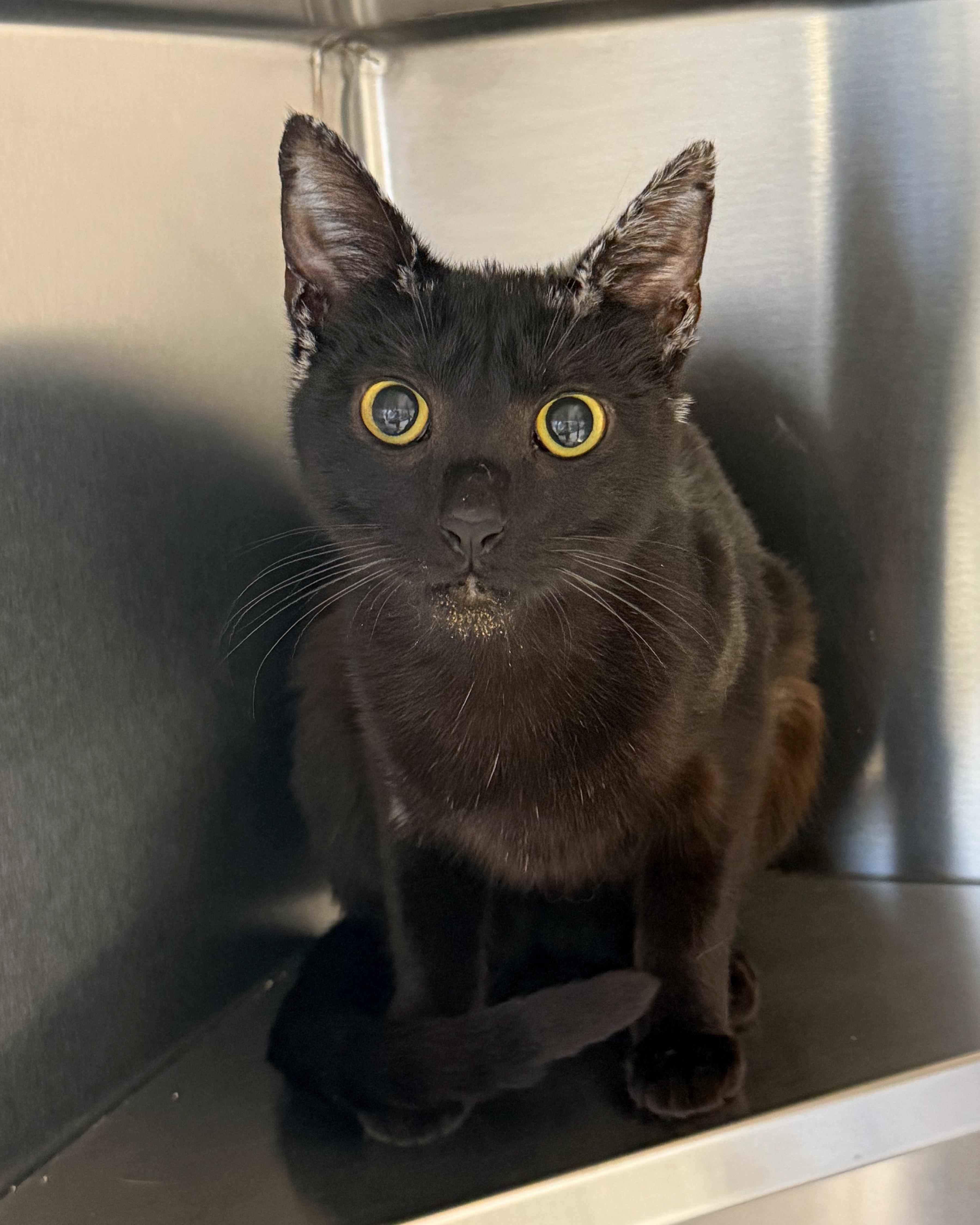 Enlarge Naomi, a Adoptable American Shorthair in Scituate, MA image 2/4