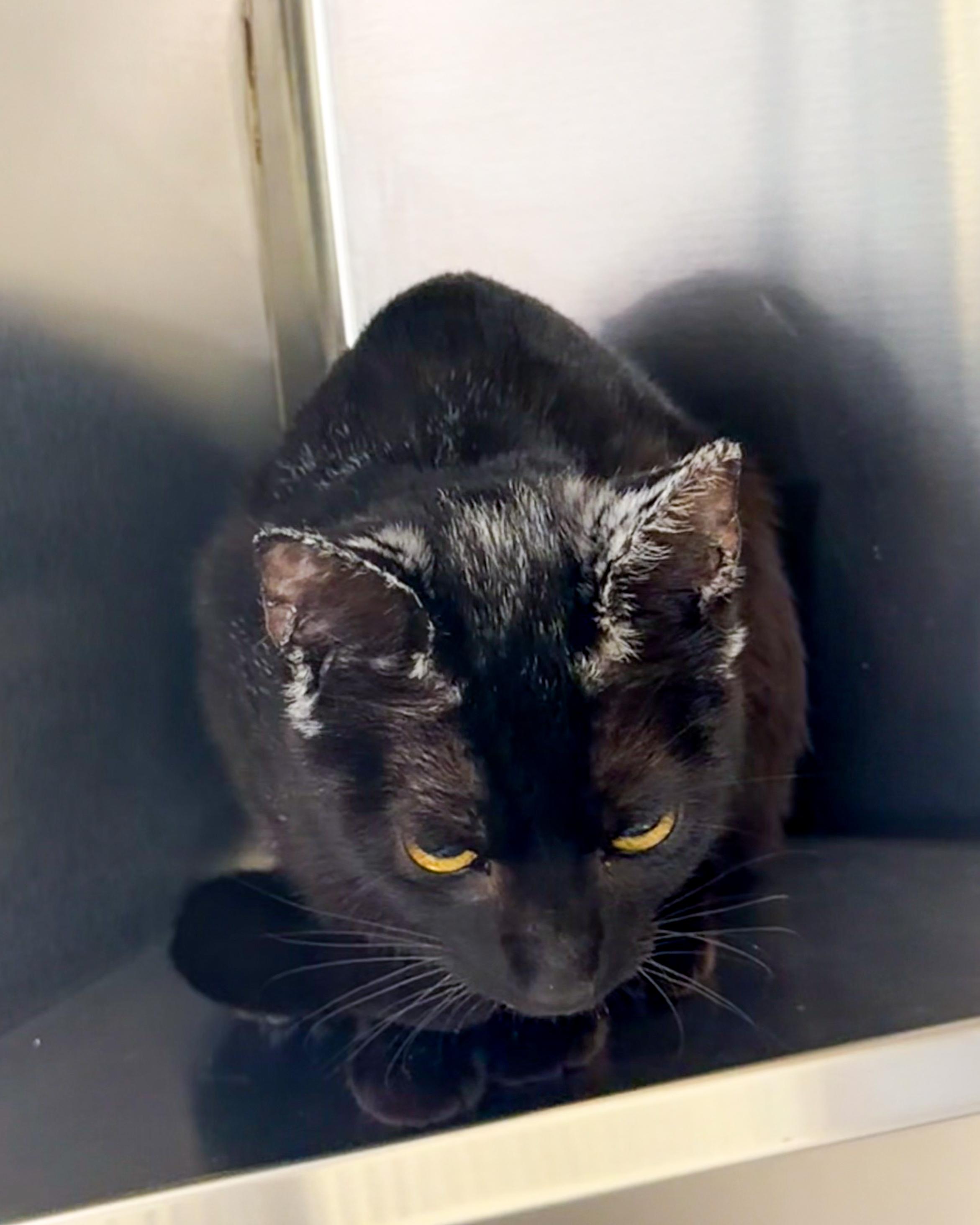 Enlarge Naomi, a Adoptable American Shorthair in Scituate, MA image 3/4