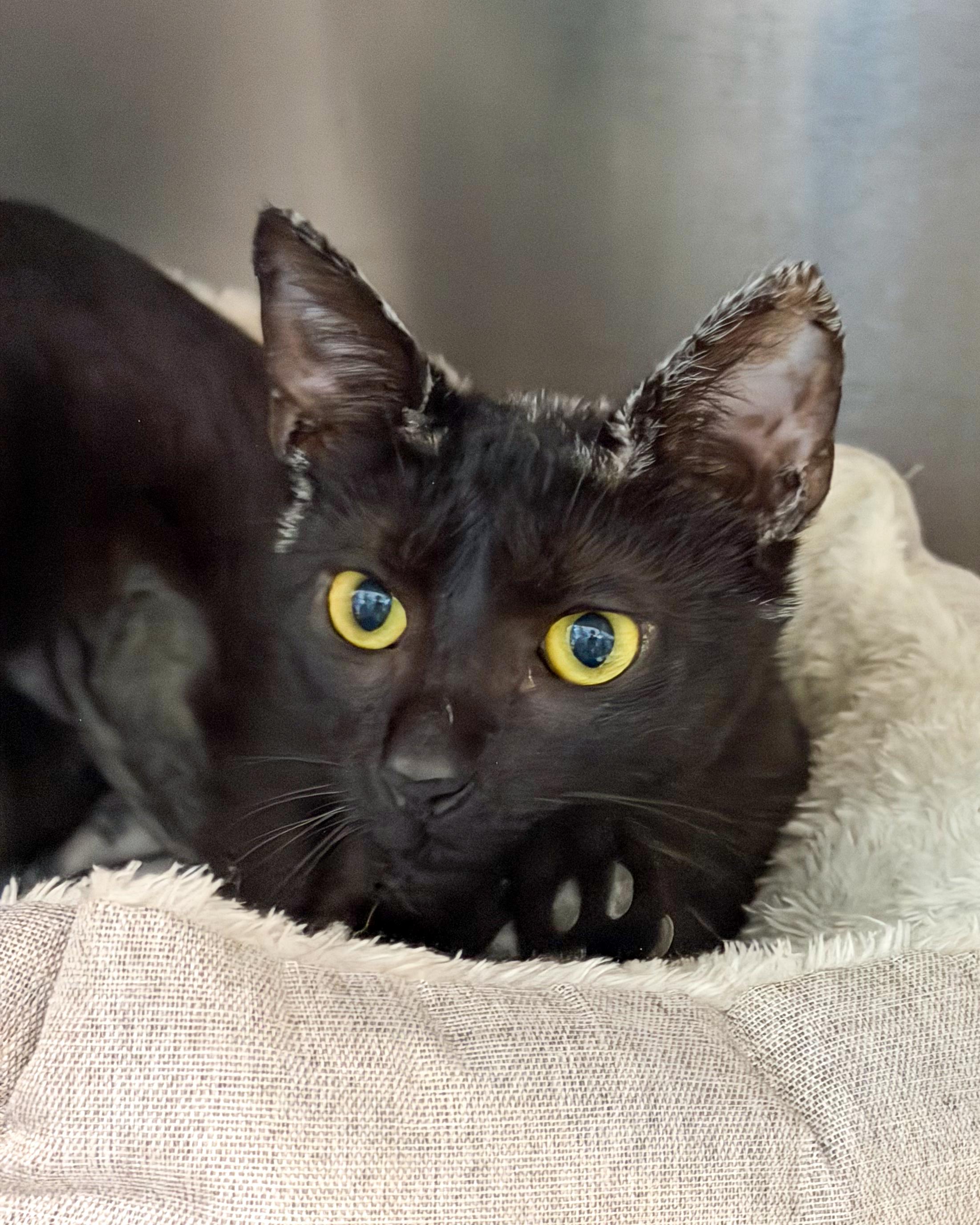 Enlarge Naomi, a Adoptable American Shorthair in Scituate, MA image 1/4