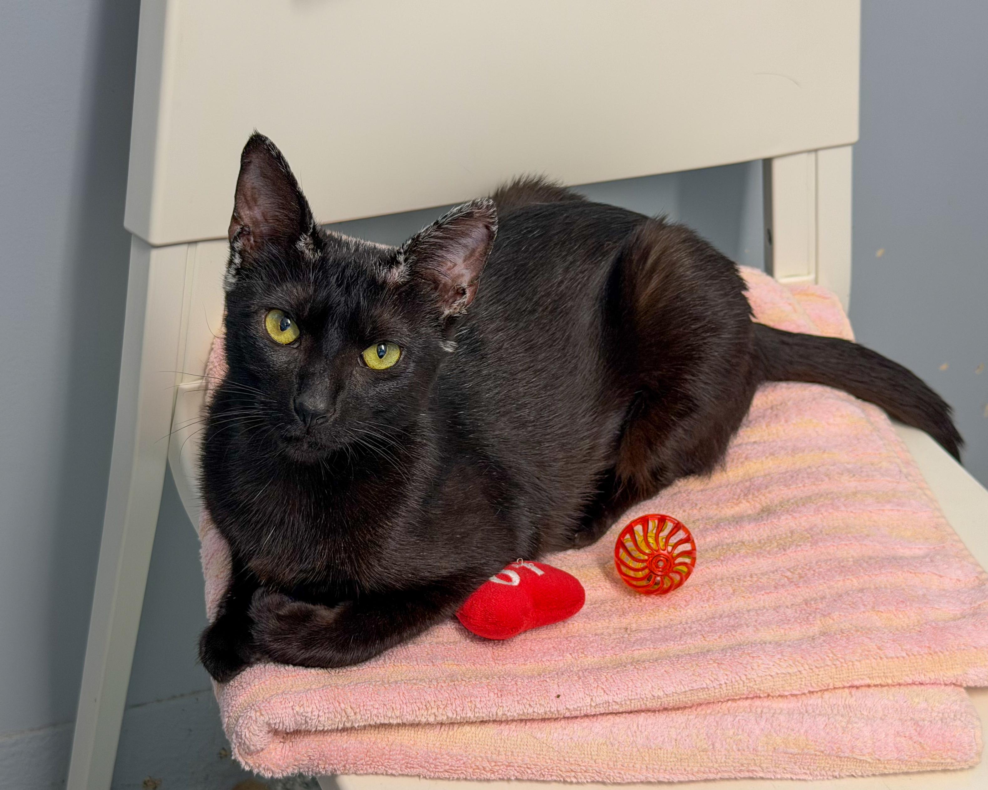 Naomi, a Adoptable American Shorthair in Scituate, MA image 4/6