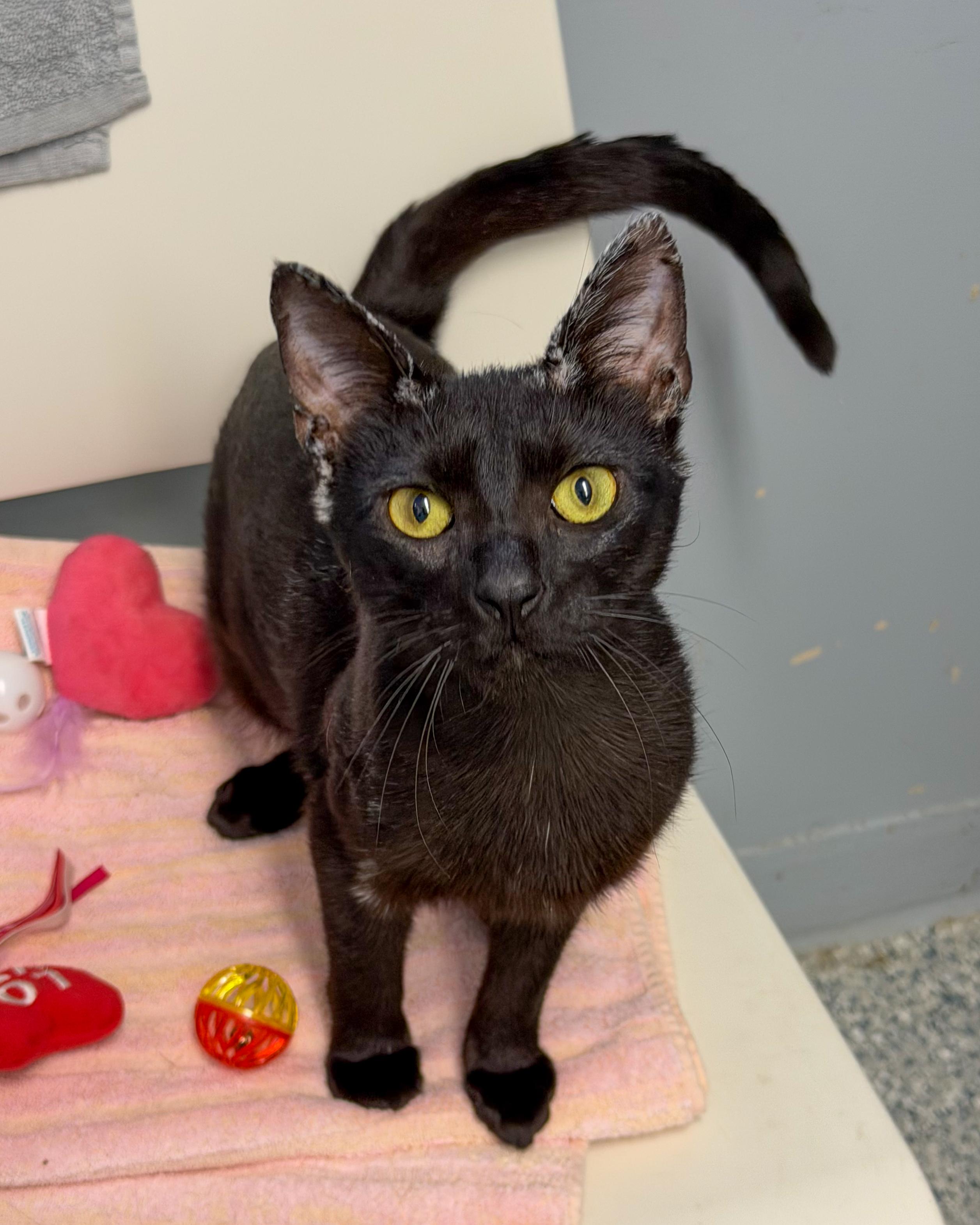 Naomi, a Adoptable American Shorthair in Scituate, MA image 3/6